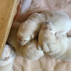 pups 2.5 weeks.JPG